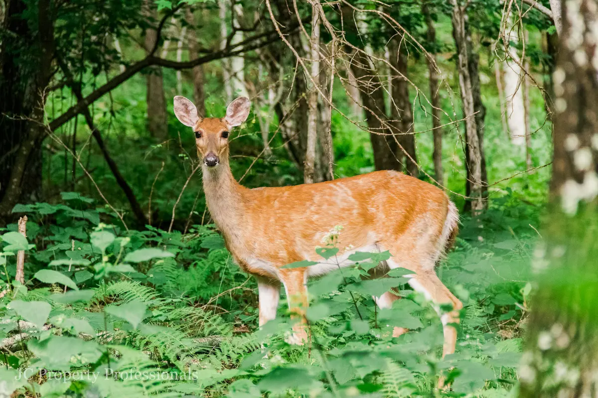 Forested surroundings at Mountain Springs